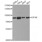 Western blot analysis of extracts of various cell lines, using EIF4B antibody (abx004140) at 1/1000 dilution.