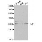 Western blot analysis of extracts of various cell lines, using HUS1 antibody (abx004142) at 1/1000 dilution.