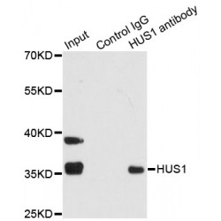Checkpoint Protein HUS1 (HUS1) Antibody