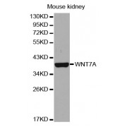 Western blot analysis of extracts of mouse kidney, using WNT7A antibody (abx004155).