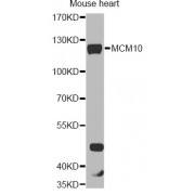 Western blot analysis of extracts of mouse heart, using MCM10 antibody (abx004157) at 1/1000 dilution.