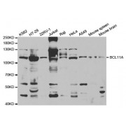 Western blot analysis of extracts of various cell lines, using BCL11A antibody (abx004168) at 1/1000 dilution.