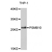 Western blot analysis of extracts of THP-1 cells, using PSMB10 antibody (abx004174) at 1/1000 dilution.