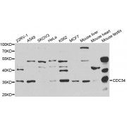 Western blot analysis of extracts of various cell lines, using CDC34 antibody (abx004178) at 1/1000 dilution.