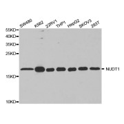 Western blot analysis of extracts of various cell lines, using NUDT1 antibody (abx004194) at 1/1000 dilution.