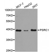 Western blot analysis of extracts of various cell lines, using PSRC1 antibody (abx004201) at 1/1000 dilution.