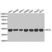 Western blot analysis of extracts of various cell lines, using RFC4 antibody (abx004202) at 1/1000 dilution.
