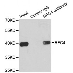 Replication Factor C Subunit 4 (RFC4) Antibody