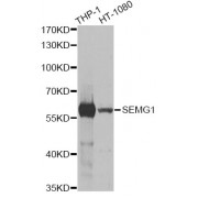Western blot analysis of extracts of various cell lines, using SEMG1 antibody (abx004204) at 1/1000 dilution.