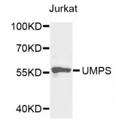 Western blot analysis of extracts of Jurkat cells, using UMPS antibody (abx004209) at 1/1000 dilution.