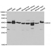 Western blot analysis of extracts of various cell lines, using UROD antibody (abx004210) at 1/1000 dilution.