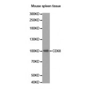 Western blot analysis of extracts of mouse spleen, using CD68 antibody (abx004224).
