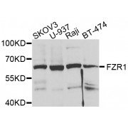 Western blot analysis of extracts of various cell lines, using FZR1 antibody (abx004249) at 1/1000 dilution.
