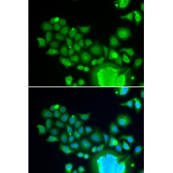 Fizzy/cell Division Cycle 20 Related 1 (Drosophila) (FZR1) Antibody
