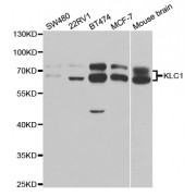 Western blot analysis of extracts of various cell lines, using KLC1 antibody (abx004251) at 1/1000 dilution.