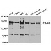 Western blot analysis of extracts of various cell lines, using SKIV2L2 antibody (abx004268) at 1/1000 dilution.