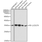 Western blot analysis of extracts of mouse thymus, using PDCD1 antibody (1/500 dilution).