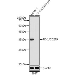 Programmed Cell Death Protein 1 (PDCD1) Antibody