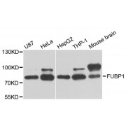 Western blot analysis of extracts of various cell lines, using FUBP1 antibody (abx004275) at 1/1000 dilution.