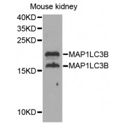 Western blot analysis of extracts of mouse kidney, using MAP1LC3B antibody (abx004280) at 1/1000 dilution.