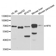 Western blot analysis of extracts of various cell lines, using HPX antibody (abx004282) at 1/1000 dilution.