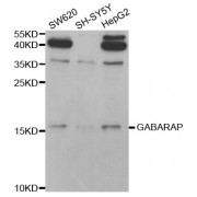 Western blot analysis of extracts of various cell lines, using GABARAP antibody (abx004293) at 1/1000 dilution.