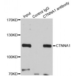 Catenin Alpha 1 (CTNNA1) Antibody