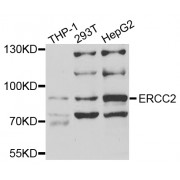 Western blot analysis of extracts of various cell lines, using ERCC2 antibody (abx004312) at 1/1000 dilution.