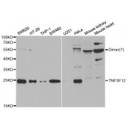 Western blot analysis of extracts of various cell lines, using TNFSF12 antibody (abx004328) at 1/1000 dilution.