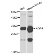 Western blot analysis of extracts of various cell lines, using AQP4 antibody (abx004333) at 1/1000 dilution.