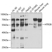 Western blot analysis of extracts of various cell lines, using HTR2B antibody (abx004337) at 1/1000 dilution.
