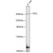 Western blot analysis of extracts of A-549 cells, using TET2 antibody (abx004345) at 1/1000 dilution.