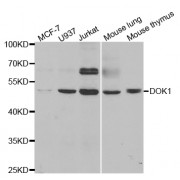 Western blot analysis of extracts of various cell lines, using DOK1 antibody (abx004349) at 1/1000 dilution.