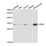 Western blot analysis of extracts of various cell lines, using GRB2 antibody (abx004351) at 1/1000 dilution.