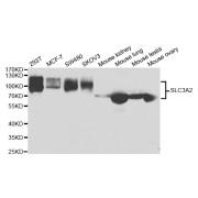 Western blot analysis of extracts of various cell lines, using SLC3A2 antibody (abx004361) at 1/1000 dilution.