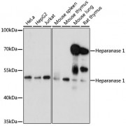 Western blot analysis of extracts of various cell lines, using HPSE antibody (abx004379) at 1/1000 dilution.