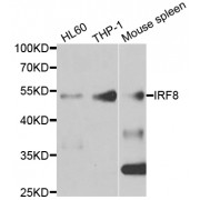 Western blot analysis of extracts of various cell lines, using IRF8 antibody (abx004441) at 1/1000 dilution.
