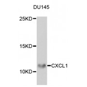 Western blot analysis of extracts of DU145 cells, using CXCL1 antibody (abx004445) at 1/1000 dilution.