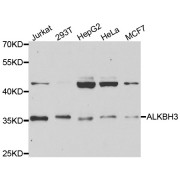 Western blot analysis of extracts of various cell lines, using ALKBH3 antibody (abx004450) at 1/1000 dilution.