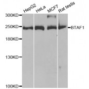 Western blot analysis of extracts of various cell lines, using BTAF1 antibody (abx004453) at 1/1000 dilution.