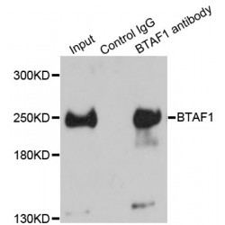 B-TFIID TATA-Box Binding Protein Associated Factor 1 (BTAF1) Antibody