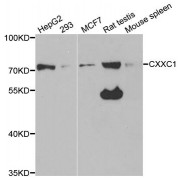 Western blot analysis of extracts of various cell lines, using CXXC1 antibody (abx004455) at 1/1000 dilution.