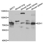 Western blot analysis of extracts of various cell lines, using EZH1 antibody (abx004458) at 1/1000 dilution.