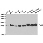 Western blot analysis of extracts of various cell lines, using FADD antibody (abx004459) at 1/1000 dilution.
