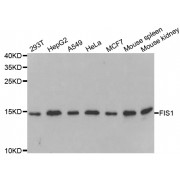 Western blot analysis of extracts of various cell lines, using FIS1 antibody (abx004461) at 1/1000 dilution.