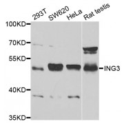 Western blot analysis of extracts of various cell lines, using ING3 antibody (abx004471) at 1/1000 dilution.