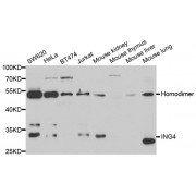 Western blot analysis of extracts of various cell lines, using ING4 antibody (abx004472) at 1/1000 dilution.