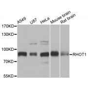 Western blot analysis of extracts of various cell lines, using RHOT1 antibody (abx004476) at 1/1000 dilution.