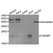Western blot analysis of extracts of various cell lines, using ITGB3BP antibody (abx004477) at 1/1000 dilution.