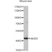 Western blot analysis of extracts of mouse liver, using JMJD6 antibody (abx004478) at 1/1000 dilution.